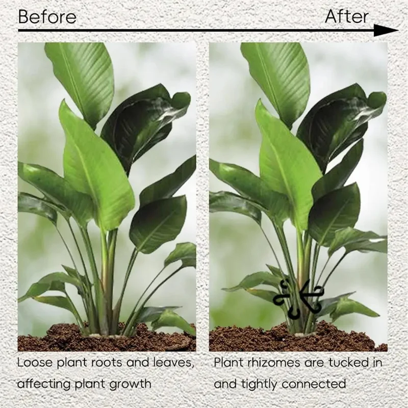 Stielstützen für Alocasia-Mons – Variegated Monstera Node Bewertung und Preis