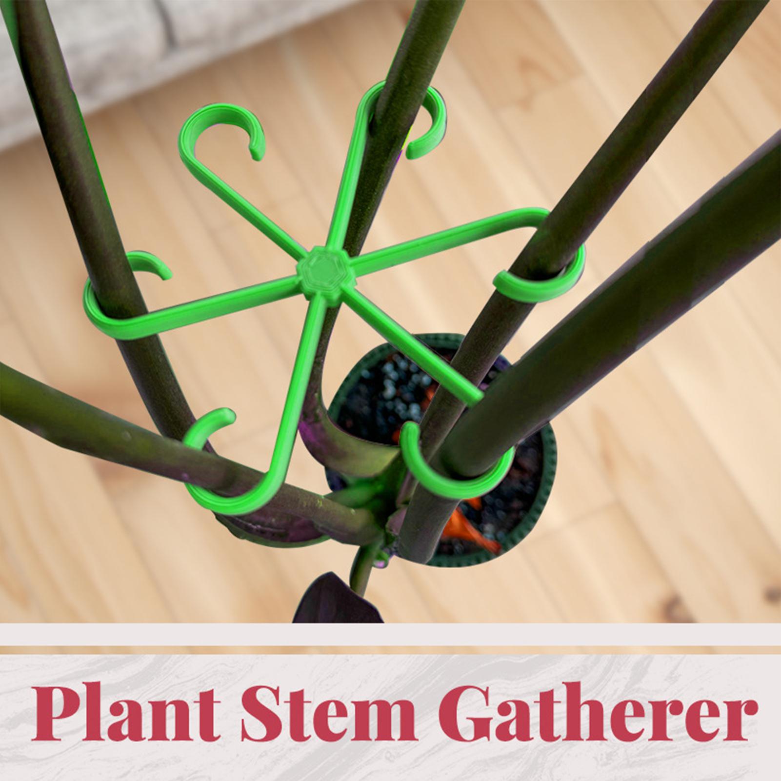 4 Stück Pflanzenstiel-Stützcli – Variegated Monstera Node Bewertung und Preis