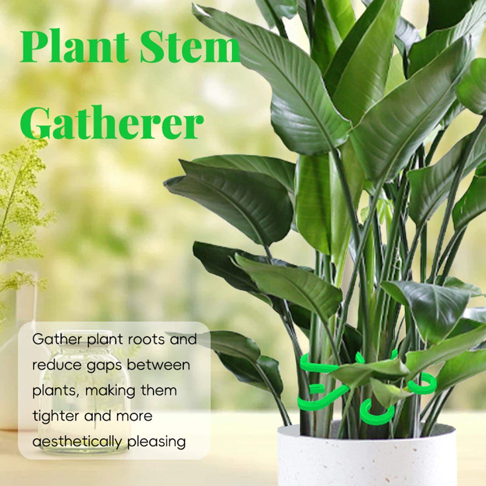 4 Stück Pflanzenstiel-Stützcli – Variegated Monstera Node Bewertung und Preis